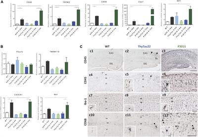 Distinct Microglial Responses in Two Transgenic Murine Models of TAU Pathology